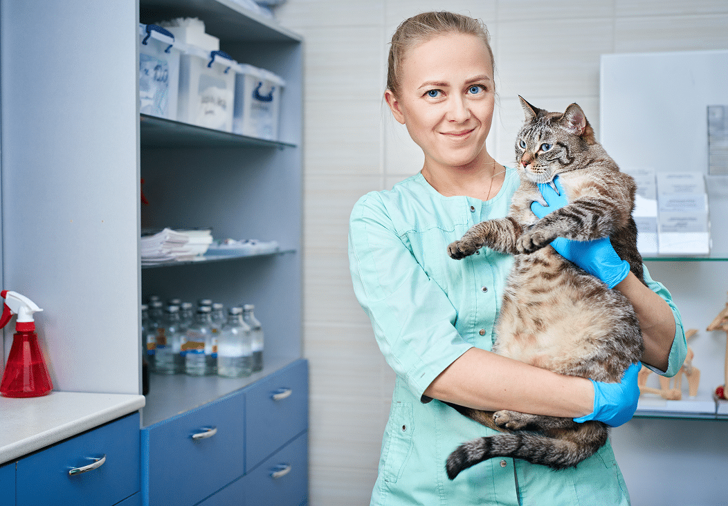 Vétérinaire en blouse et gants jetables examinant un chat